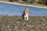 CORGI CARDIGAN 189
